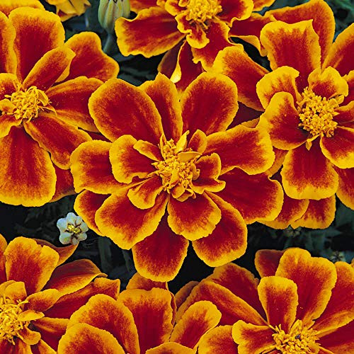 Outsidepride Tagetes Patula Durango Flame French Marigold Flower Seed - 250 Seeds Outsidepride Tagetes Patula Durango Flame French Marigold Flower Seed - 250 Seeds