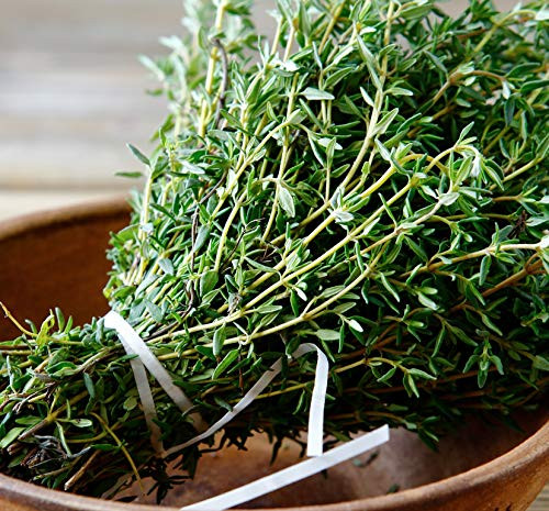 Sweet Yards Seed Co. Organic English Thyme Seeds Over 100 Open Pollinated Non-GMO Seeds Sweet Yards Seed Co. Organic English Thyme Seeds Over 100 Open Pollinated Non-GMO Seeds