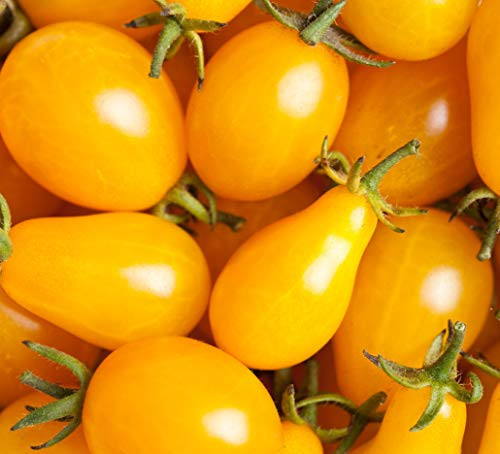 Sweet Yards Seed Co. Organic Cherry Tomato Seeds Yellow Pear Over 75 Open Pollinated Heirloom Non-GMO Seeds Sweet Yards Seed Co. Organic Cherry Tomato Seeds Yellow Pear Over 75 Open Pollinated Heirloom Non-GMO Seeds