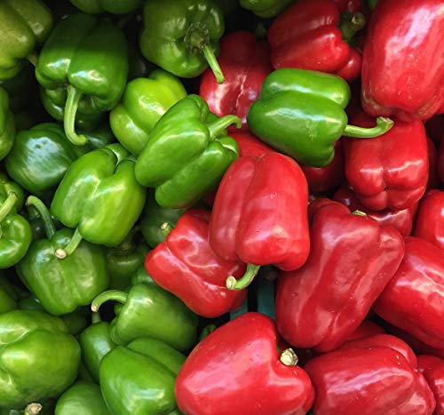 Sweet Yards Seed Co. Organic Sweet Bell Pepper Seeds Cal Wonder Approx. 20 Open Pollinated Heirloom Non-GMO Seeds Sweet Yards Seed Co. Organic Sweet Bell Pepper Seeds Cal Wonder Approx. 20 Open Pollinated Heirloom Non-GMO Seeds