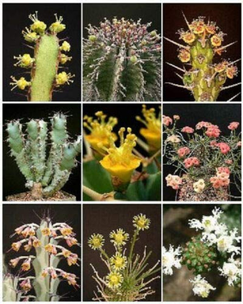 Euphorbia Variety Mix Exotic Succulent Rare Cactus Plant Seed Cacti jocad -10 Seeds-