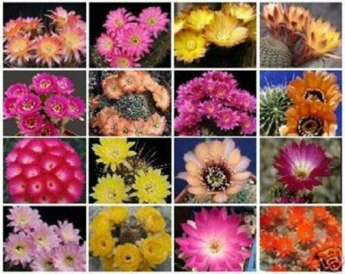 Lobivia Variety Mix Cacti Rare Cactus Seed jocad -50 Seeds-