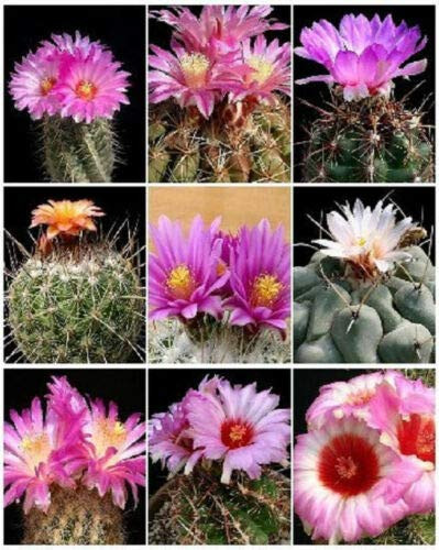 Thelocactus Variety Mix Exotic Mixed Cacti Rare Flowering Cactus Seed jocad -50 Seeds-