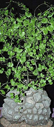 Testudinaria Elephantipes  Dioscorea Plant Elephant Foot Yam Caudiciform jocad -5 Seeds-