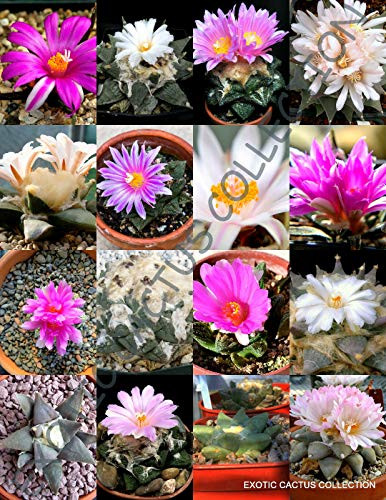 Exotic Ariocarpus Variety Mix Living Rock Stone Plant Cactus Seed Cacti jocad -10 Seeds-