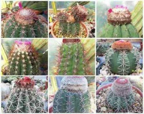 Melocactus Mixed Variety Mix Cacti Rare Cactus Globular Cephalium Seed jocad -100 Seeds- Melocactus Mixed Variety Mix Cacti Rare Cactus Globular Cephalium Seed jocad -100 Seeds-