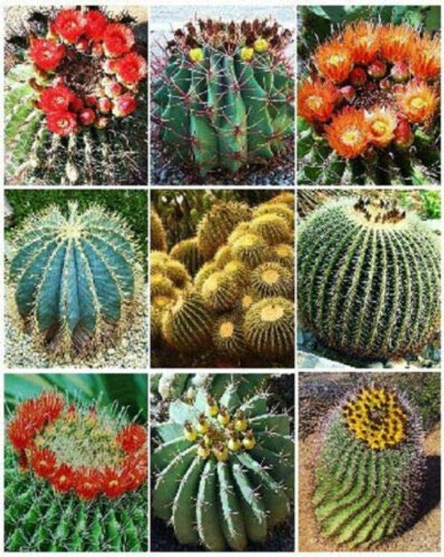 Barrel Cactus Variety Mix Exotic Globular Ball Cacti Rare Flower Seed jocad -300 Seeds- Barrel Cactus Variety Mix Exotic Globular Ball Cacti Rare Flower Seed jocad -300 Seeds-