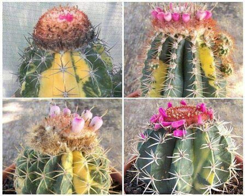 Melocactus Variety Mix Variegated Variegata Globular Cacti Cactus Seed jocad -50 Seeds- Melocactus Variety Mix Variegated Variegata Globular Cacti Cactus Seed jocad -50 Seeds-