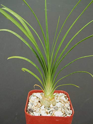2 inch Plant Beaucarnea Recurvata Elephant Foot Ponytail Palm pachycaul Base 2 Pot