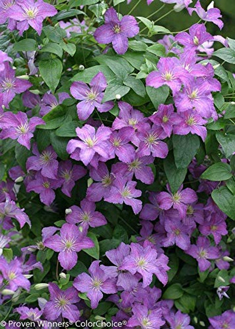 Jolly Good Clematis - 4 inch Pot - Proven Winners Jolly Good Clematis - 4 inch Pot - Proven Winners