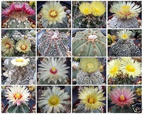 Astrophytum Variety MIX Exotic Cactus Collection AA rare cacti seed lot 20 SEEDS