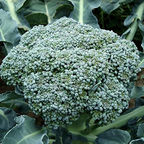 Organic Broccoli Calabrese Vegetable Seed Packet 1 Gram 300 Seeds Excellent Variety Waterfall Seeds USA