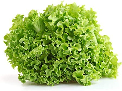 Salad Bowl Lettuce Seeds 1000 Heirloom Seeds Per Packet Non GMO Seeds Salad Bowl Lettuce Seeds 1000 Heirloom Seeds Per Packet Non GMO Seeds