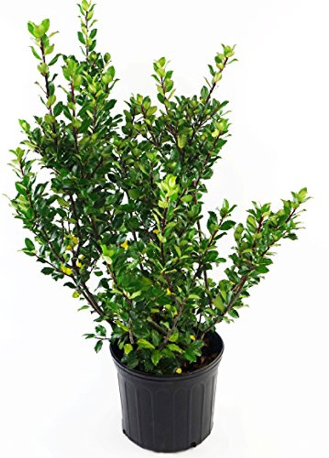 Ilex X meserveae  Blue Prince  -Blue Holly- Evergreen   3 - Size Container