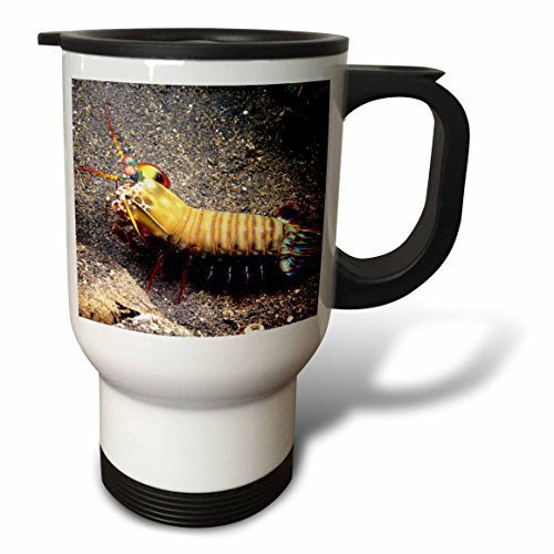 3dRose An English Bulldog in Belgium-EU04 DFR0027-David R Frazier Travel Mug, 14-Ounce 3dRose An English Bulldog in Belgium-EU04 DFR0027-David R Frazier Travel Mug, 14-Ounce