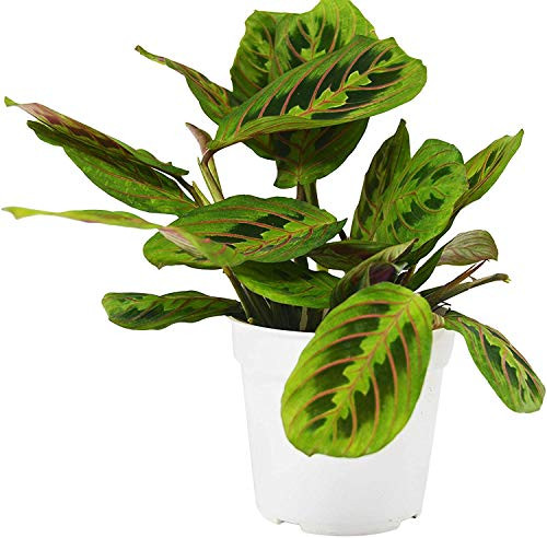 Red Maranta Prayer Plant - Live Plant in a 4 Inch Pot - Maranta Leuconeura Erythroneura - Beautiful Easy to Grow Air Purifying Indoor Plant Red Maranta Prayer Plant - Live Plant in a 4 Inch Pot - Maranta Leuconeura Erythroneura - Beautiful Easy to Grow Air Purifying Indoor Plant