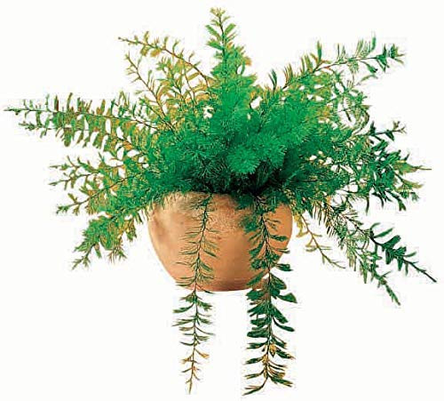 Miles Kimball Mysterious Air Fern