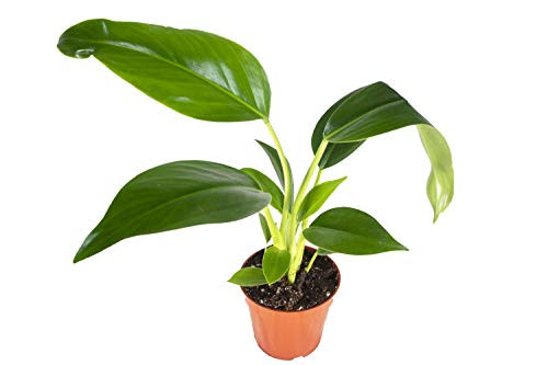Philodendron Congo Green - 4   from California Tropicals