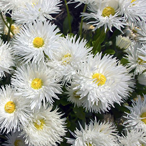 Shasta Daisy Flower Seeds - Crazy Daisy Variety - 1000 Seeds - White Curled Blooms  Yellow Centers - Leucanthemum x superbum - Perennial Daisies