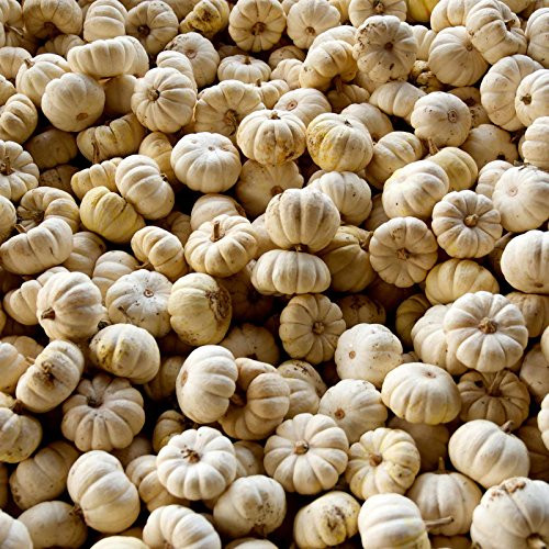 Pumpkin Garden Seeds -Treated- - Baby Boo Pumpkins - 1 oz - Heirloom  Non-GMO - Mini White Pumpkin Variety - Vegetable Gardening Seed