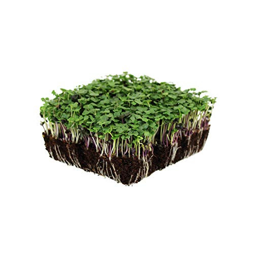 Organic Basic Salad Mix Microgreens Seeds - 8.5 Gram Packet - Use for Indoor Gardening  Growing Micro Greens  and  More - Micro Greens Salad Garden Seeds