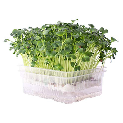 Re-usable Self-Watering Mini Microgreens Growing Trays - 2 Trays - for Any Soil or Hydroponic Microgreens Growing Kit - Grow Micro Greens  Wheatgrass  or Cat Grass - Easy Countertop Sprouting Tray