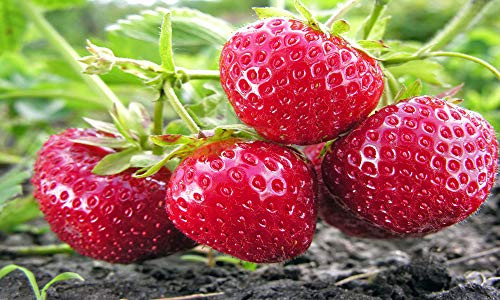 Albion Everbearing 25 Live Strawberry Plants  Non GMO
