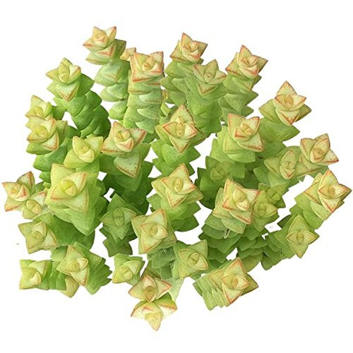 Crassula Tom Thumb Button Succulent -4 inch-