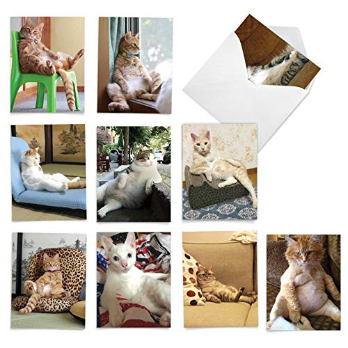 The Best Card Company - 10 All Occasion Blank Cat Cards -4 x 5.12 Inch- - Cute Assorted Bulk Card Set - Sitting Pretty Kitties M4613OCB-B1x10 The Best Card Company - 10 All Occasion Blank Cat Cards -4 x 5.12 Inch- - Cute Assorted Bulk Card Set - Sitting Pretty Kitties M4613OCB-B1x10