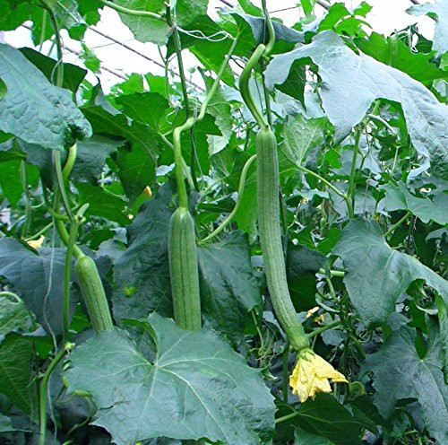 Sow No GMO Gourd Luffa Loofah Non GMO Chinese Okra Heirloom Garden Vegetable Sponge 20 Seeds Sow No GMO Gourd Luffa Loofah Non GMO Chinese Okra Heirloom Garden Vegetable Sponge 20 Seeds