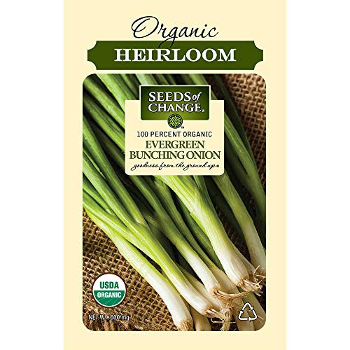 Seeds Of Change 8225 Certified Evergreen Bunching Onion  Organic  Seeds  Green