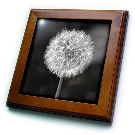 3dRose ft_192845_1 Black and White Dandelion Flower Framed Tile, 8 by 8-Inch