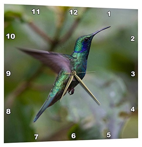3dRose DPP_206797_1 Green Violet-Ear Hummingbird Monteverde Costa Rica Central America Wall Clock, 10" x 10"