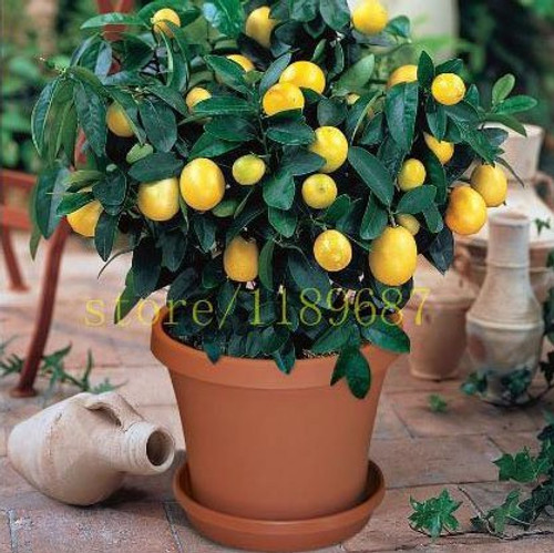 1bag 20 pcs bonsai lemon tree seeds NO-GMO fruit lemon seeds for home garden planting