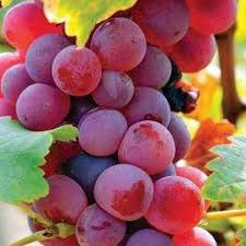 1 Canadice Seedless Live Grape Plant - 1-2 Year Old - Pruned  and  Ready for Planting