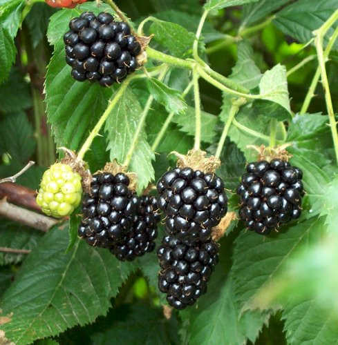 Natchez Thornless Blackberry Plant - Great Taste