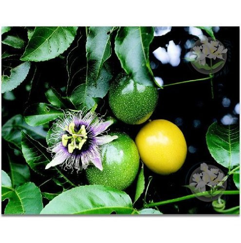 LILIKOI Hawaiian Passion Fruit Seeds - 1 Pack -