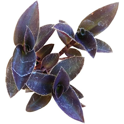 Purple Heart Tradescantia Pallida Succulent Plant - Unique Succulent Gift Box -4 inch- Purple Heart Tradescantia Pallida Succulent Plant - Unique Succulent Gift Box -4 inch-