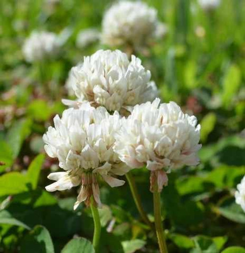 SeedRanch White Dutch Clover Seed  Nitro-Coated and Inoculated - 2 Lbs.