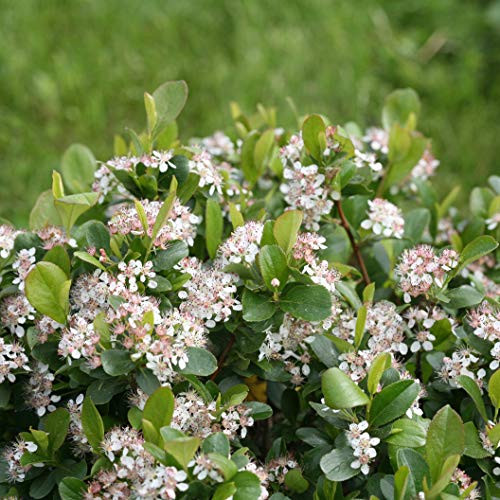 Low Scape Mound Chokeberry - 4 inch Pot - Aronia - Proven Winners Low Scape Mound Chokeberry - 4 inch Pot - Aronia - Proven Winners