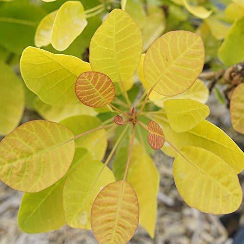 Winecraft Gold Smokebush - 4 inch Pot - Cotinus - Proven Winners Winecraft Gold Smokebush - 4 inch Pot - Cotinus - Proven Winners