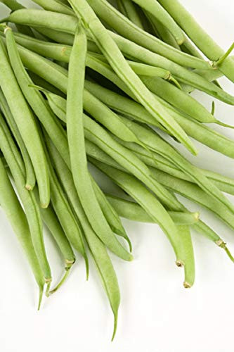 Sow No GMO Bean Bush Provider Stringless Green Snap Bean Non GMO Heirloom Garden Vegetable 200 Seeds