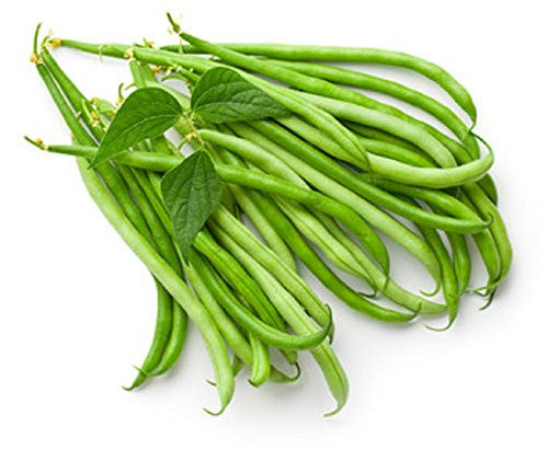 Sow No GMO Bean Pole Kentucky Wonder Green Snap String Beans Non GMO Heirloom Garden Vegetable 200 Seeds Sow No GMO Bean Pole Kentucky Wonder Green Snap String Beans Non GMO Heirloom Garden Vegetable 200 Seeds