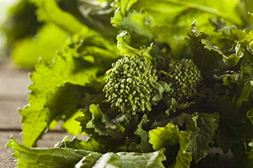 Sow No GMO Broccoli Raab Rabe Spring Rapini Leafy Broccolini Microgreens Sprouting Cruciferous Heirloom Vegetable 100 Seeds