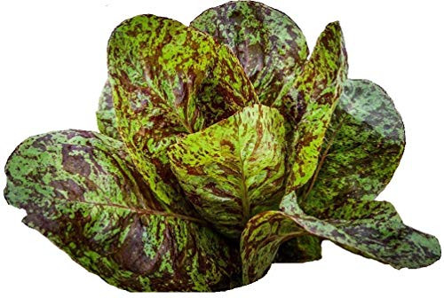 Sow No GMO Lettuce Romaine Freckles Large Speckled Leaves Non GMO Heat Tolerant Heirloom Vegetable 200 Seeds