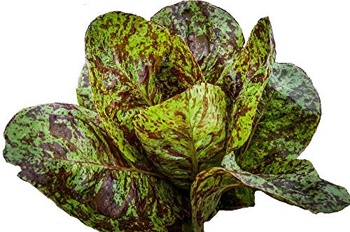 Sow No GMO Lettuce Romaine Freckles Large Speckled Leaves Non GMO Heat Tolerant Heirloom Vegetable 1000 Seeds