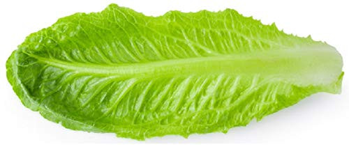 Sow No GMO Lettuce Romaine Parris Island Cos Large Green Leaves Non GMO Heat Tolerant Heirloom Vegetable 100 Seeds