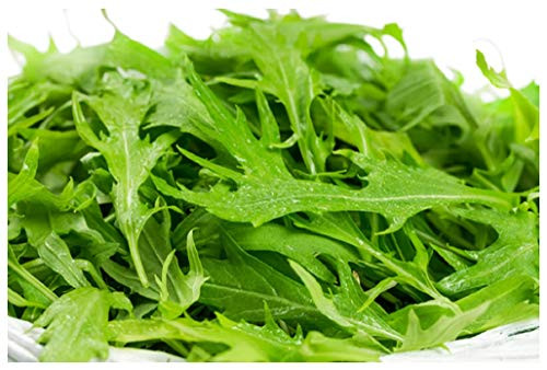 Sow No GMO Mustard Mizuna Non GMO Heirloom Japanese Asian Vegetable 100 Seeds Sow No GMO Mustard Mizuna Non GMO Heirloom Japanese Asian Vegetable 100 Seeds
