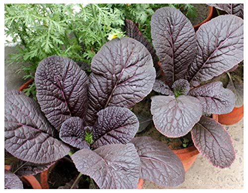 Sow No GMO Mustard Red Giant Japanese Asian Non GMO Heirloom Vegetable 25 Seeds Sow No GMO Mustard Red Giant Japanese Asian Non GMO Heirloom Vegetable 25 Seeds