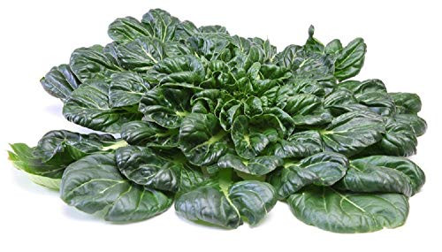 Sow No GMO Mustard Tatsoi Japanese Asian Non GMO Heirloom Vegetable 100 Seeds Sow No GMO Mustard Tatsoi Japanese Asian Non GMO Heirloom Vegetable 100 Seeds